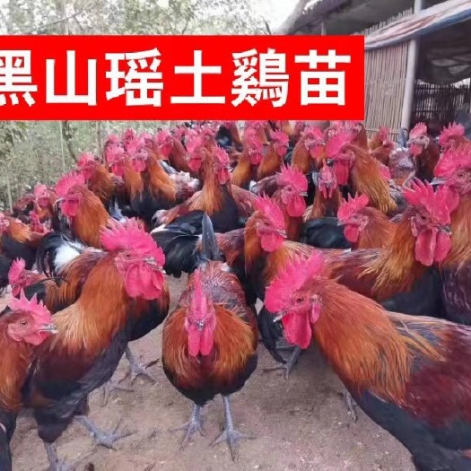  黑瑶土鸡苗、血毛土鸡苗厂家直销、合作共赢。