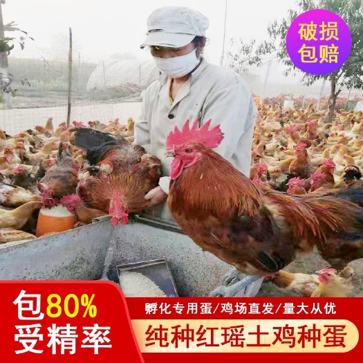 沭阳县土鸡种蛋 高受精高出壳种蛋受精蛋可孵化小鸡纯种青色脚红瑶品种蛋