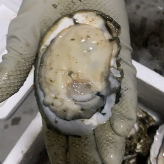 江门湛江牡蛎 台山生蚝
