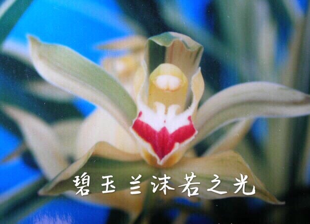 泸州 碧玉虎头兰沫若之光双艺