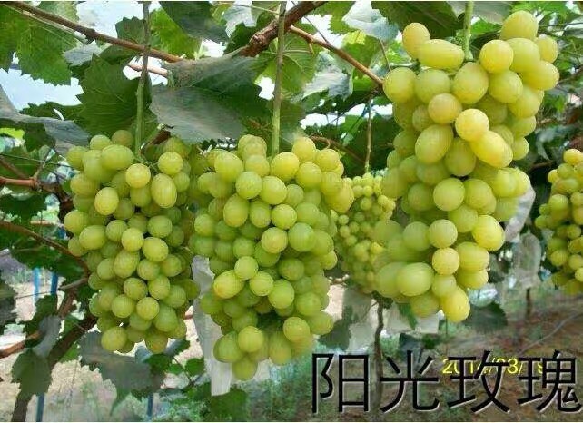 平邑县 果树苗 阳光玫瑰葡萄苗 阳光玫瑰葡萄树苗南北方种植当年结