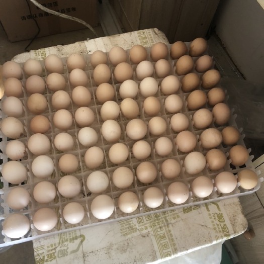 景洪市土鸡蛋 食用 散装