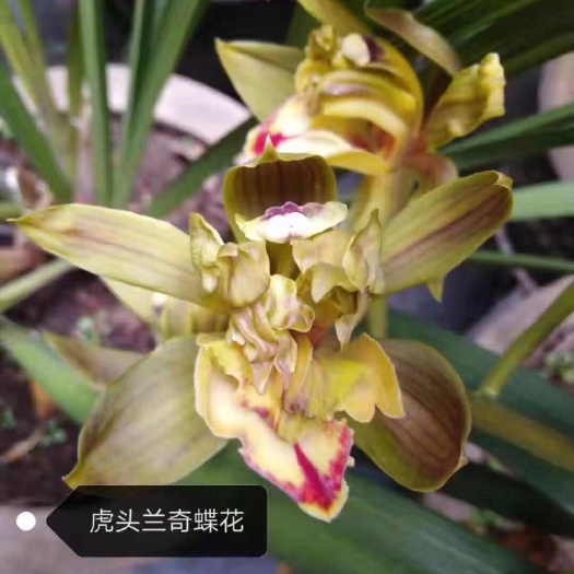  2020年纪录——虎头兰奇蝶花