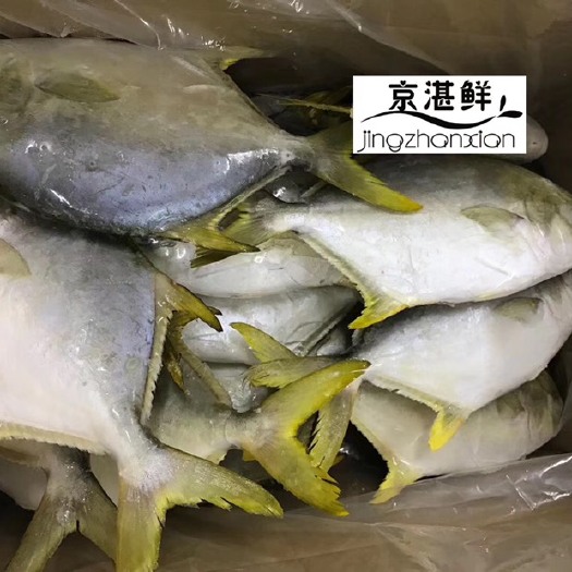 金鲳鱼 人工养殖 0.5公斤以下