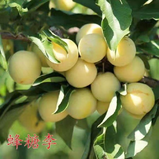 平邑县 蜂糖李 嫁接蜂糖李子树苗 果树苗 果树树苗 新品种李子苗