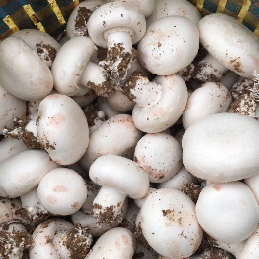 漳州 鲜蘑菇