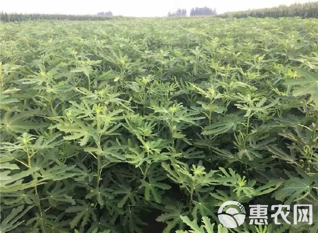 波姬红无花果苗 无花果苗 波姬红新品 基地直供 包品种送技术产量高