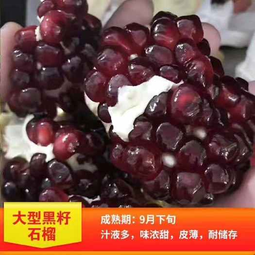平邑县 黑籽甜宝石榴苗 大果黑籽甜石榴树苗 软籽石榴果树苗南方北方种