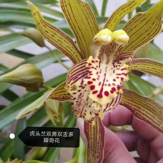 成都 2020年纪录——虎头兰双鼻双舌多瓣奇花
