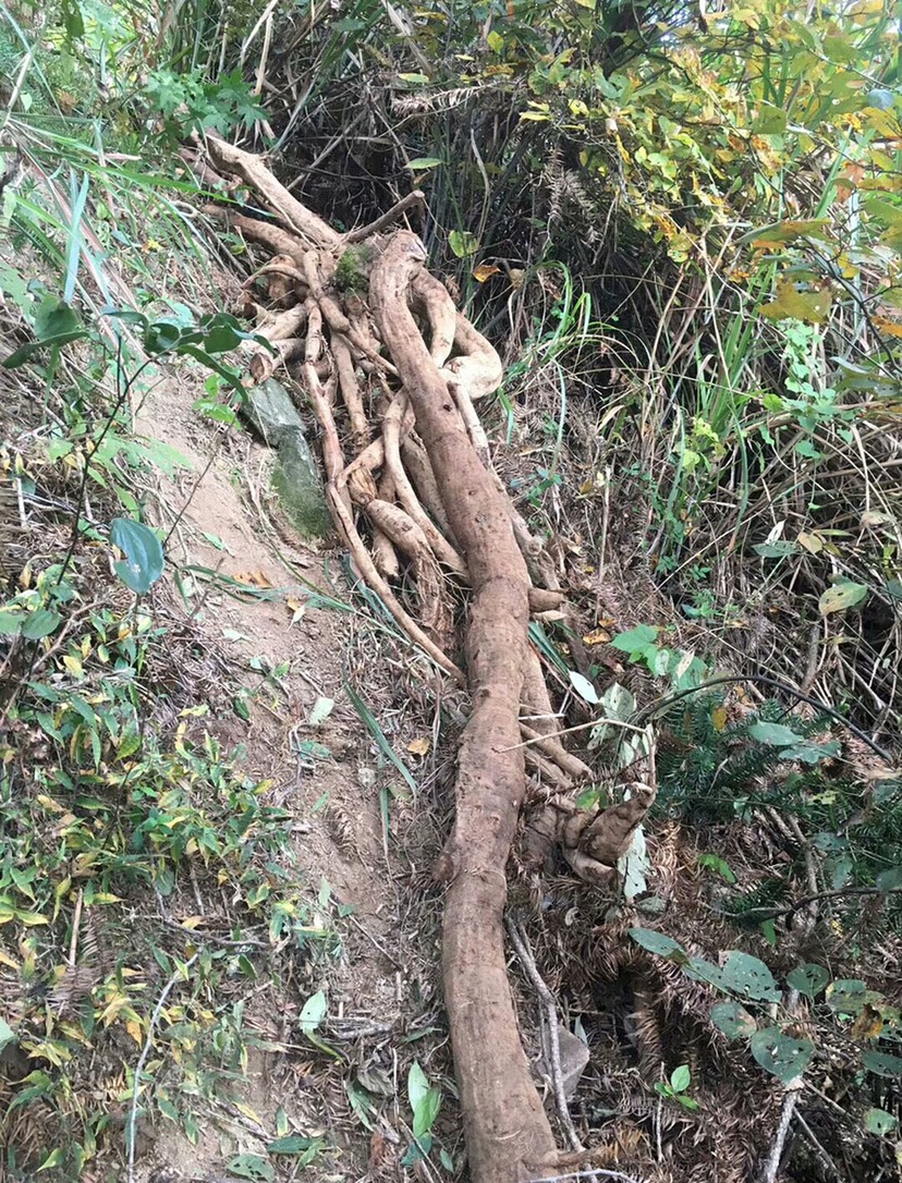 葛根丁中药材葛根块丁农家葛根干片泡水新鲜柴葛根葛根茶葛根粒