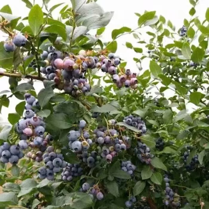 薄雾蓝莓苗  薄雾 蓝莓苗 基地直供 包品种包技术 南北方种