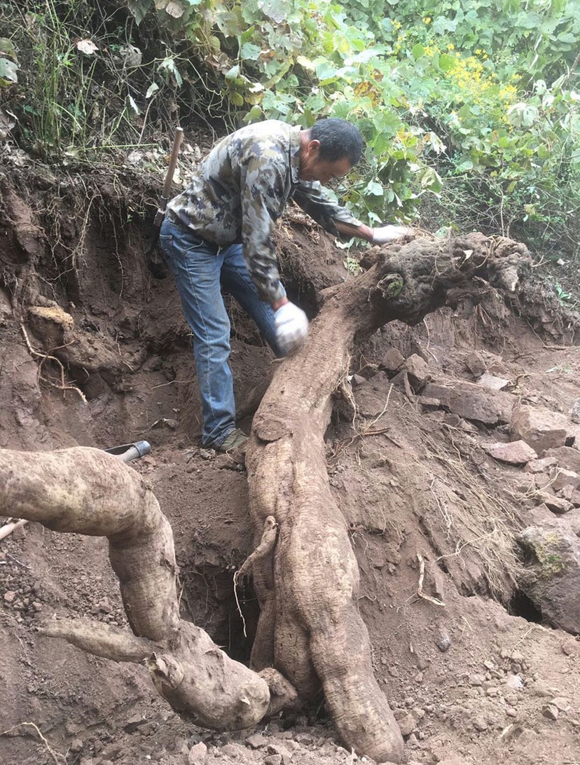 葛根丁中药材葛根块丁农家葛根干片泡水新鲜柴葛根葛根茶葛根粒