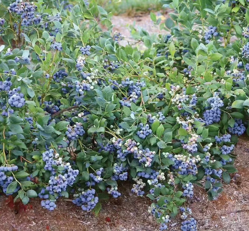  薄霧 藍莓苗 基地直供 包品種包技術(shù) 南北方種植 產(chǎn)量高