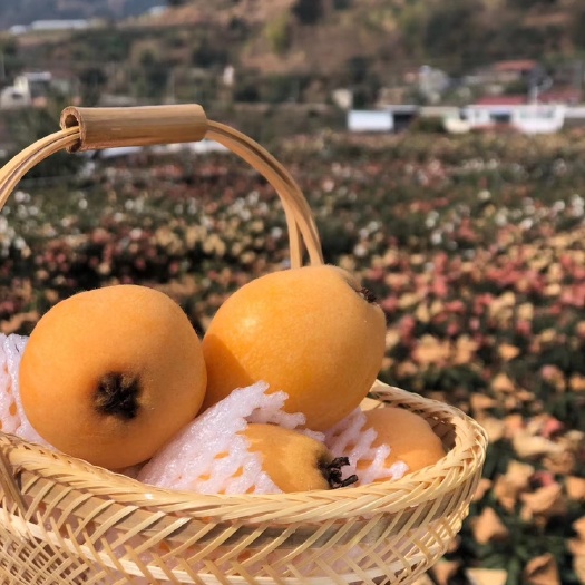 米易县米易枇杷 统货