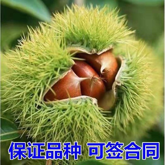 平邑县 嫁接板栗苗大红袍承德板栗树苗南方北方种植当年结果特大栗子树苗