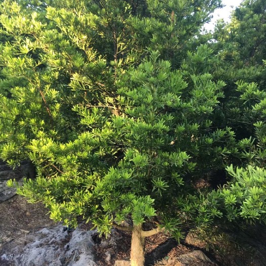 南宁罗汉松盆景 罗汉松看上的老板速度