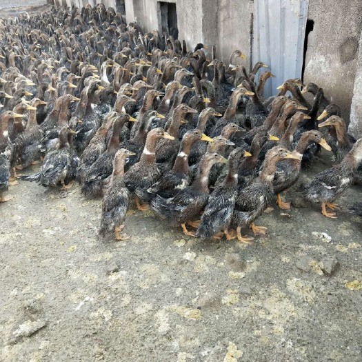 徐州 麻鸭