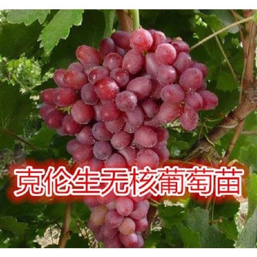平邑县 克伦生红提葡萄苗葡萄树苗嫁接地栽盆栽南方北方四季果树当年结果