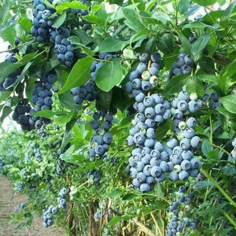 薄雾蓝莓苗  薄雾 蓝莓苗 基地直供 包品种包技术 南北方种