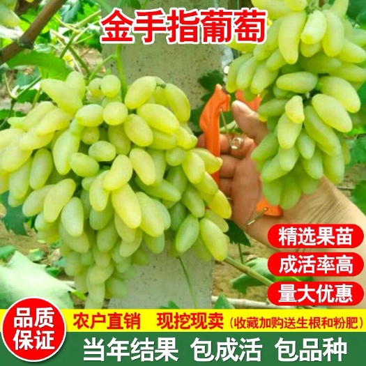 平邑县金手指葡萄苗 金手指葡萄树苗庭院爬藤果树苗盆栽地栽苗南方北方种植苗当年结果