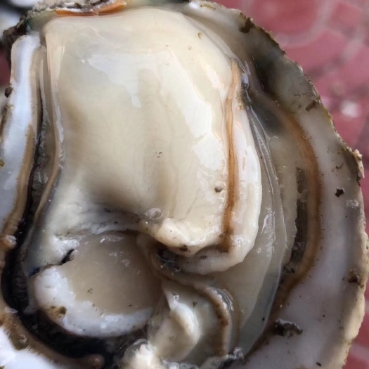 饶平县阳江生蚝 当季大白蚝，鲜甜脆口，货源稳定需要的联系