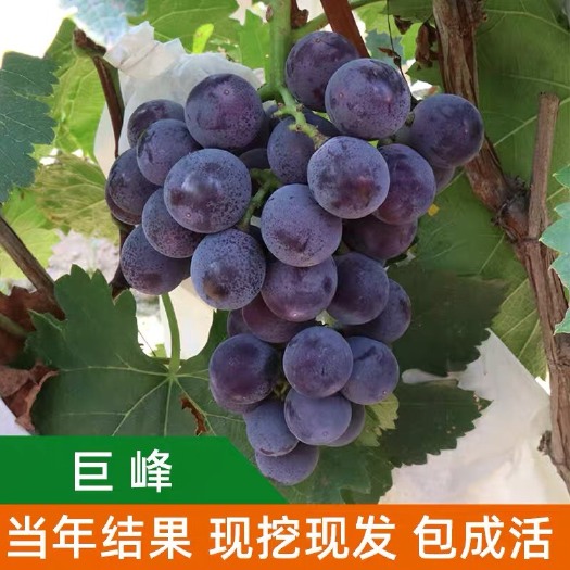 平邑县 葡萄树苗南方北方盆栽爬藤蓝宝石夏黑巨峰葡萄苗果树苗木当年结