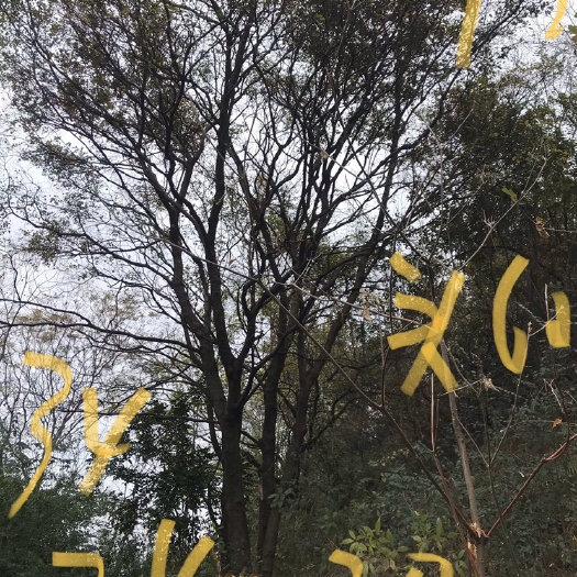 柳州 朴树