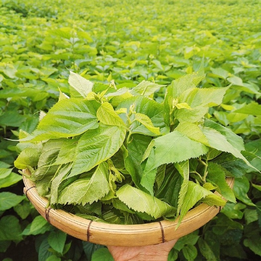 英德市桑叶茶 粤北养胃桑叶菜