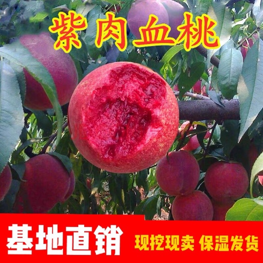平邑县紫肉血桃桃树苗  南北适宜  品种纯正  免费后期指导