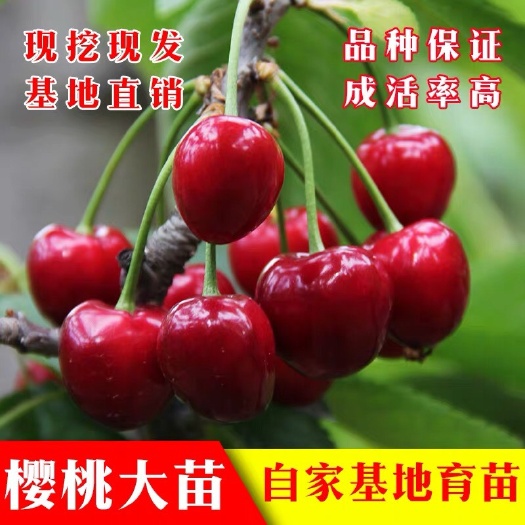 平邑县 矮化樱桃苗地栽大樱桃树苗南方北方种植盆栽果树苗当年结果