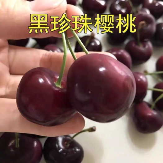 平邑县 果树苗直销 黑珍珠樱桃苗南北方均可种植