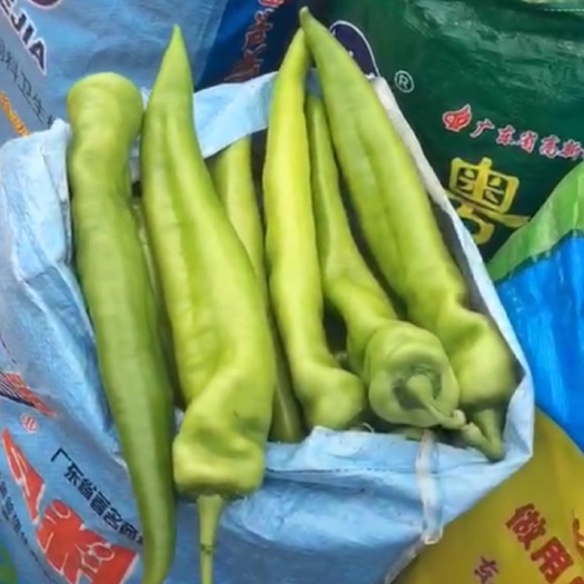 雷州市 大棚辣椒 黄皮尖椒 大棚黄皮辣椒