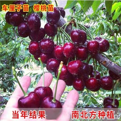 平邑县 樱桃苗美国车厘子大樱桃树苗水果盆栽地栽当年结果南方北方种植