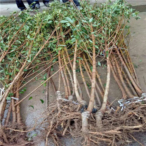 脆红李苗 品种纯根系好，当年挂果大苗粗度2公分以上