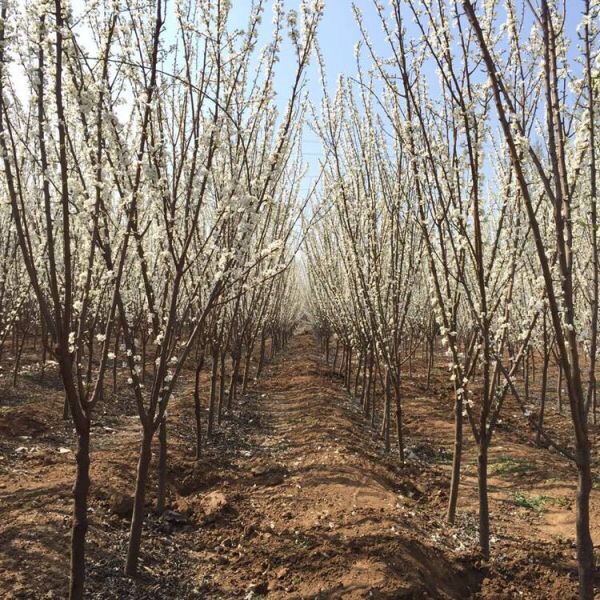 脆红李苗 品种纯根系好，当年挂果大苗粗度2公分以上