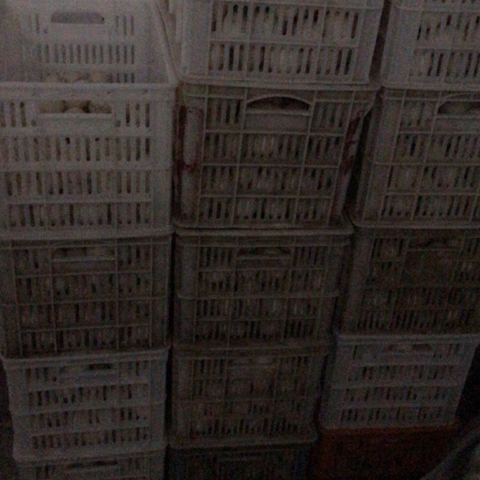 丰县白鸭蛋 孵化 箱装