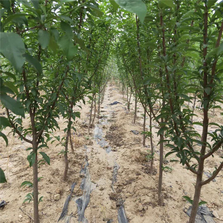 脆红李苗 品种纯根系好，当年挂果大苗粗度2公分以上