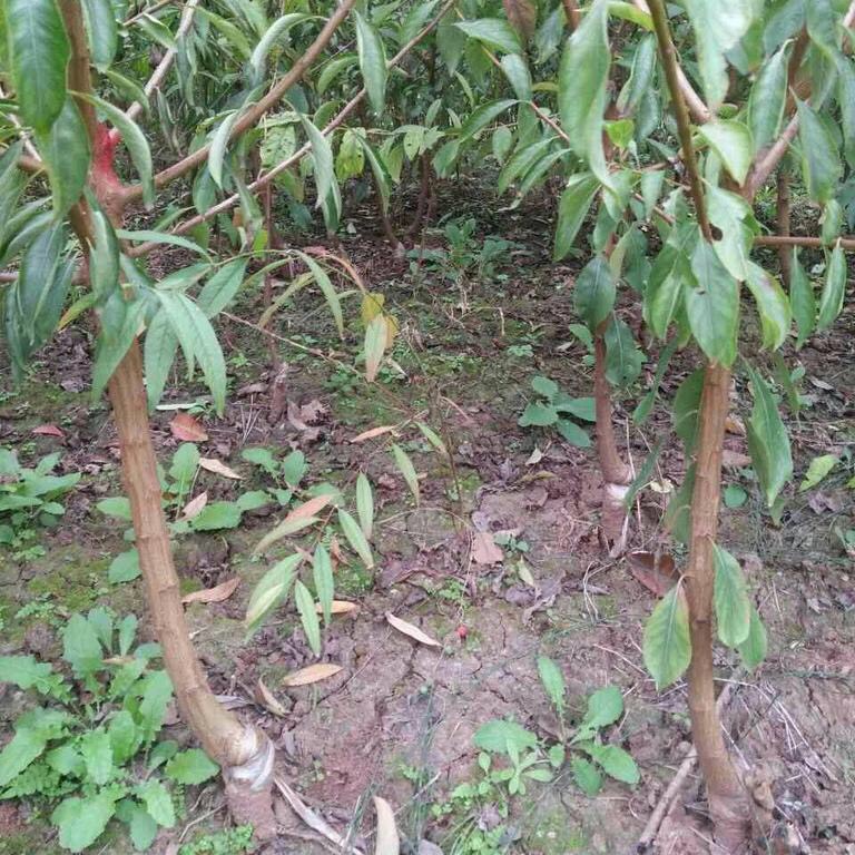 脆红李苗 品种纯根系好，当年挂果大苗粗度2公分以上