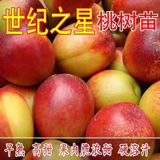 平邑县 世纪之星油桃苗 桃树嫁接苗 黄油桃树苗冬桃苗南北方种植