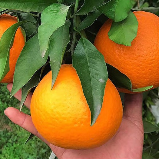 蒲江县蒲江耙耙柑