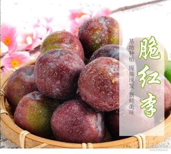 脆红李苗 品种纯根系好，当年挂果大苗粗度2公分以上