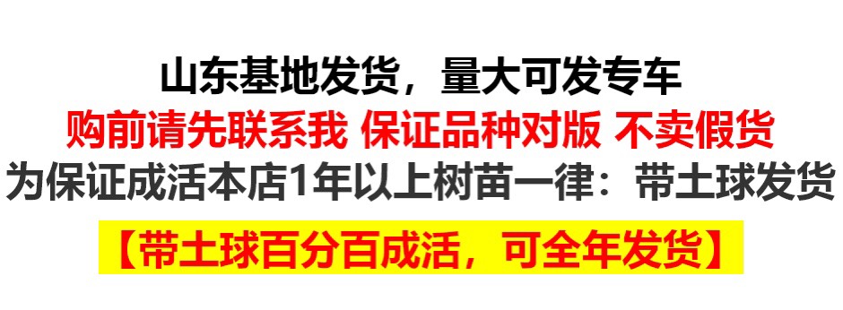  牡丹石榴树苗牡丹花石榴结甜果突尼斯软籽行道黑籽子石榴