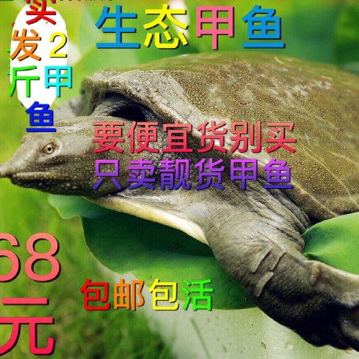 广州生态甲鱼 只卖靓货 不卖垃圾 信我你就买。一分钱一分货