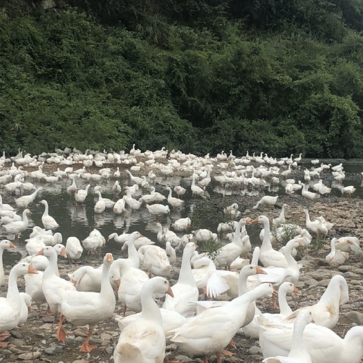 麻阳县 纯放养生态鹅