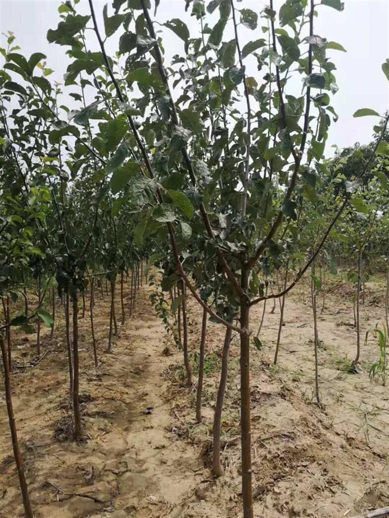 脆红李苗 品种纯根系好，当年挂果大苗粗度2公分以上