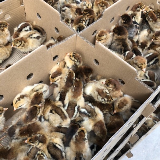 南宁 麻鸡苗 良凤花鸡苗  正规孵化场供应