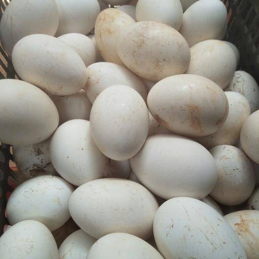杞县鲜鹅蛋 食用 散装