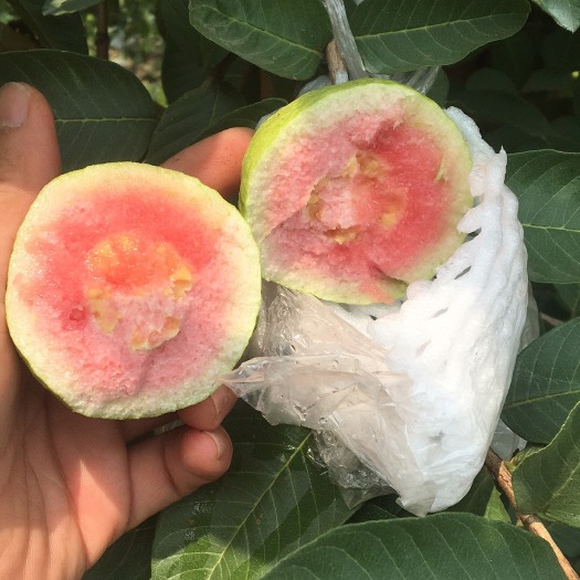 玉林红心芭乐  红、白番石榴、胭脂红、珍珠番石榴发市场，也可对接电商平台，支