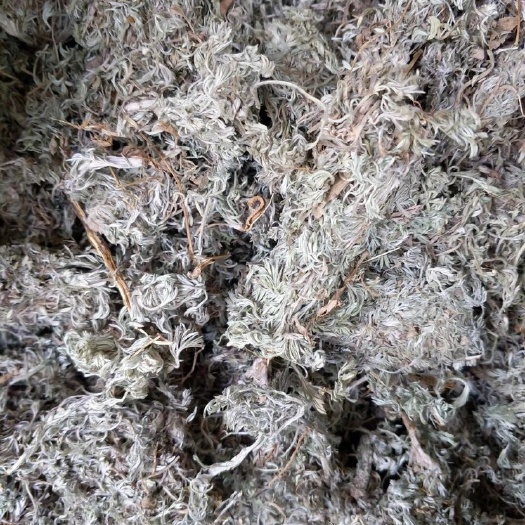 大货供应｛绵茵陈｝可批量可零售量大从优【包邮】