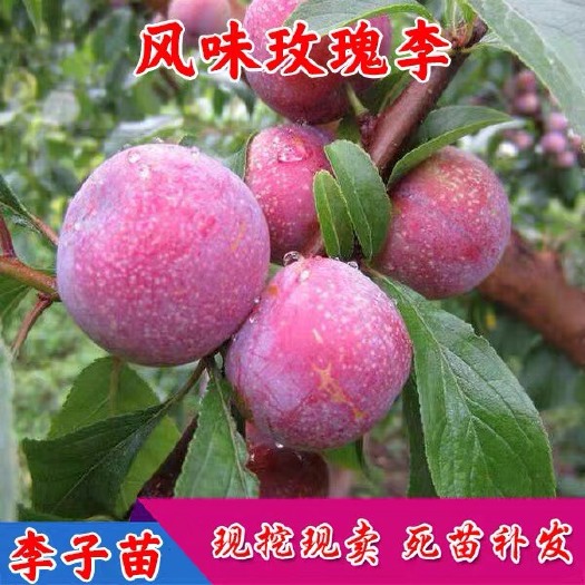 平邑县 风味李子树苗嫁接苗脆红李子苗南方北方晚熟品种当年结果风味玫瑰